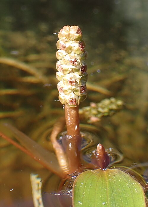 Variableleaf pondweed: Potamogeton gramineus in the Botanischer Garten, Berlin-Dahlem