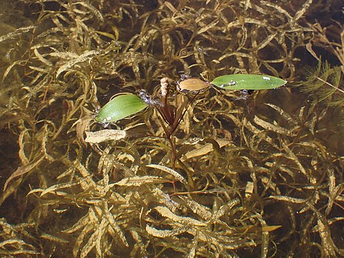 Variableleaf pondweed: Potamogeton gramineus in the Botanischer Garten, Berlin-Dahlem