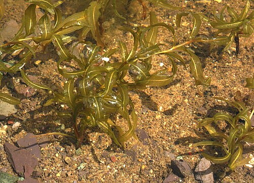 Variableleaf pondweed: Various-leaved pondweed, Potamogeton gramineus, in a garden pond.