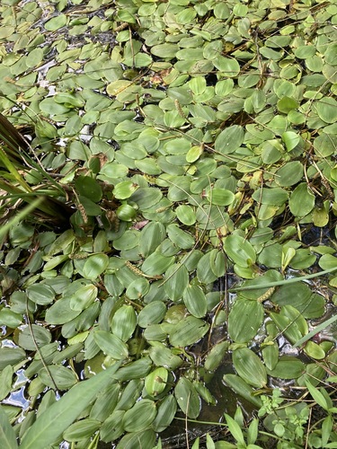 Broad-leaved pondweed (Potamogeton natans)
