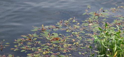 Broad-leaved pondweed (Potamogeton natans)