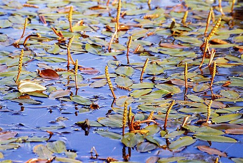 Broad-leaved pondweed: Flowering Floating Pondweed , Potamogeton natans , on the surface of a pond.