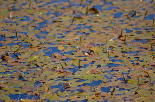Broad-leaved pondweed (Potamogeton natans)