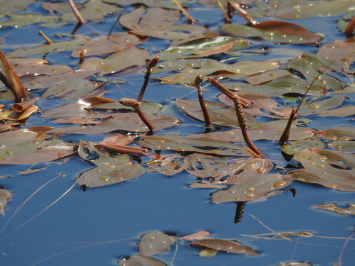 Broad-leaved pondweed (Potamogeton natans)