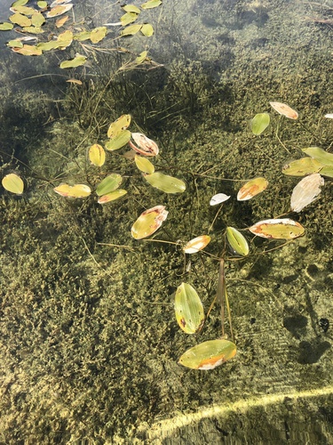 Broad-leaved pondweed (Potamogeton natans)