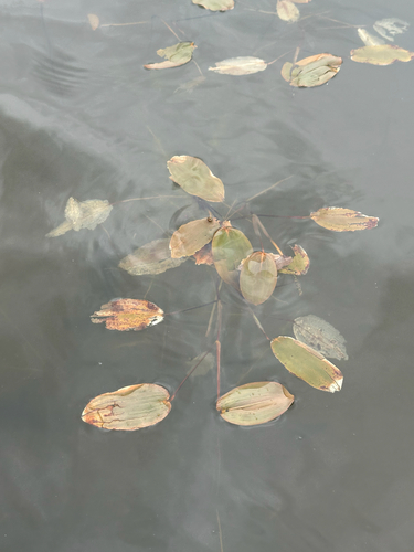 Broad-leaved pondweed (Potamogeton natans)