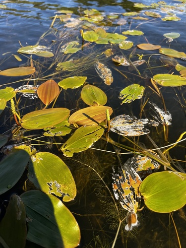 Broad-leaved pondweed (Potamogeton natans)