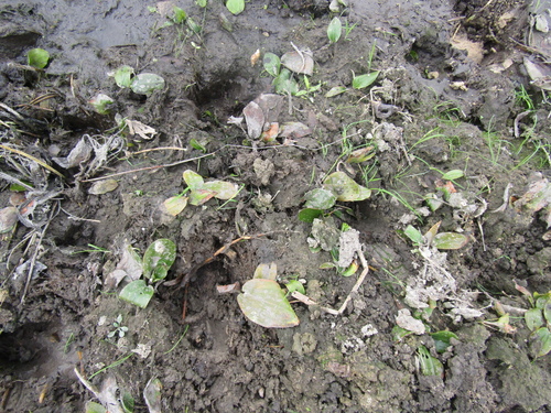 Broad-leaved pondweed (Potamogeton natans)