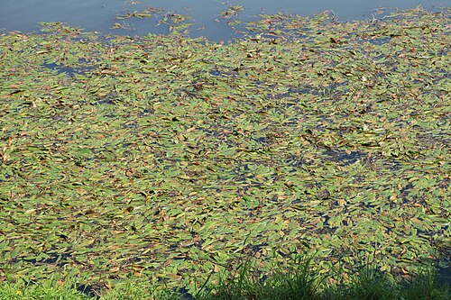 Broad-leaved pondweed: Potamogeton natans im Elsterflutbett in Leipzig