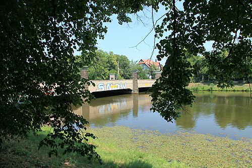 Broad-leaved pondweed: Potamogeton natans im Elsterflutbett bei der Klingerbrücke in Leipzig
