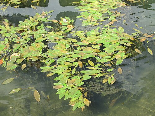 Broad-leaved pondweed: Schwimmendes Laichkraut ( Potamogeton natans ) am Neckarufer in Heidelberg