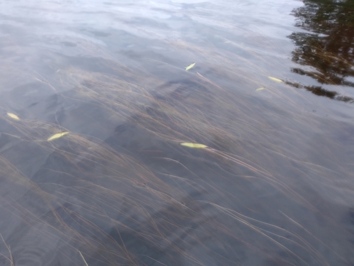 Oakes' pondweed (Potamogeton oakesianus)