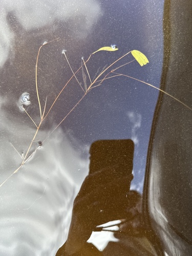 Oakes' pondweed (Potamogeton oakesianus)