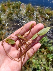 Oakes' pondweed (Potamogeton oakesianus)