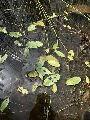 Oakes' pondweed (Potamogeton oakesianus)