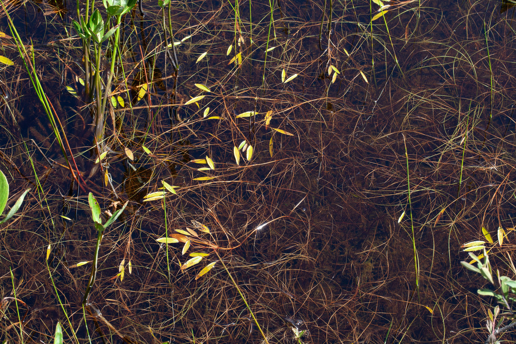 Oakes' pondweed (Potamogeton oakesianus)