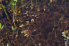Oakes' pondweed (Potamogeton oakesianus)