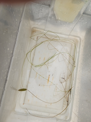 Oakes' pondweed (Potamogeton oakesianus)