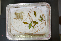 Oakes' pondweed (Potamogeton oakesianus)