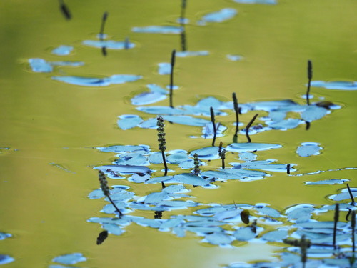 Oakes' pondweed (Potamogeton oakesianus)