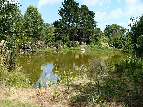Potamogeton ochreatus (Potamogeton ochreatus)