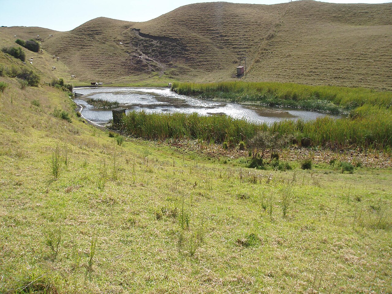 Potamogeton ochreatus (Potamogeton ochreatus)