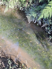 Potamogeton ochreatus (Potamogeton ochreatus)