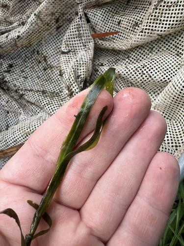Potamogeton ochreatus (Potamogeton ochreatus)