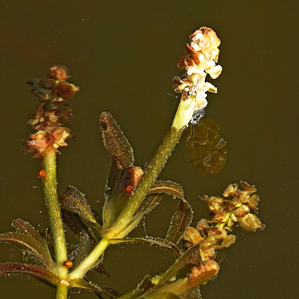 Potamogeton ochreatus (Potamogeton ochreatus)