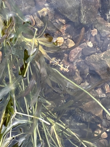 Potamogeton ochreatus (Potamogeton ochreatus)