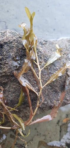 Potamogeton ochreatus (Potamogeton ochreatus)