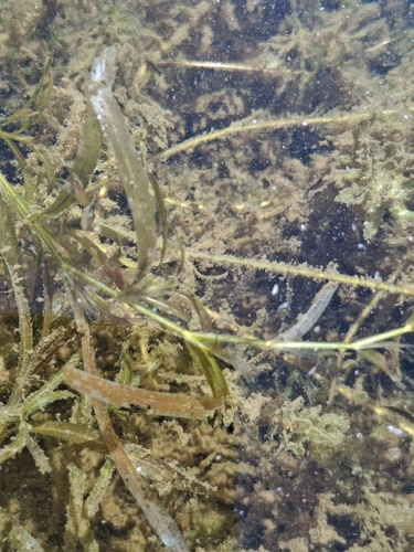 Potamogeton ochreatus (Potamogeton ochreatus)