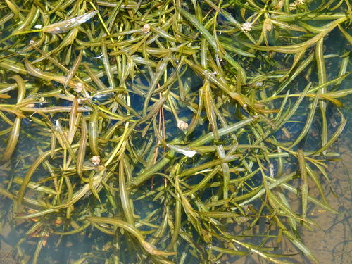 Potamogeton ochreatus (Potamogeton ochreatus)
