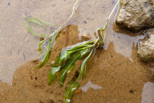 Potamogeton ochreatus (Potamogeton ochreatus)
