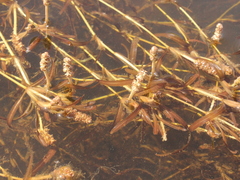 Potamogeton ochreatus (Potamogeton ochreatus)
