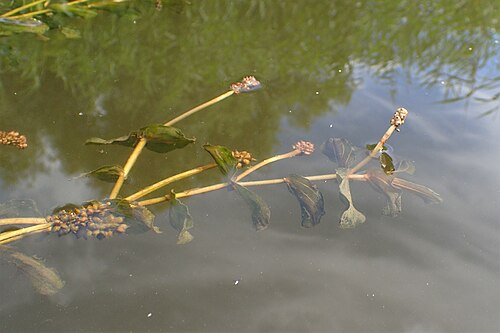 Claspingleaf pondweed: Potamogeton perfoliatus in Regalica (east arm of Oder river) in Szczecin Podjuchy, NW Poland