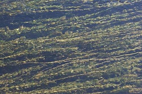 Claspingleaf pondweed: A bed of Potamogeton perfoliatus in the River Dordogne, France