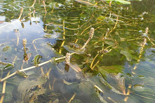 Claspingleaf pondweed: Potamogeton perfoliatus in Regalica (east arm of Oder river) in Szczecin Podjuchy, NW Poland