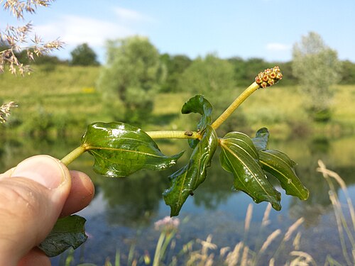 Claspingleaf pondweed: Habitus Taxonym: Potamogeton perfoliatus ss Fischer et al. EfÖLS 2008 ISBN 978-3-85474-187-9 Location: Neue Donau, district Korneuburg, Lower Austria - ca. 160 