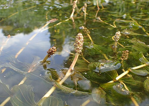 Claspingleaf pondweed: Potamogeton perfoliatus in Regalica (east arm of Oder river) in Szczecin Podjuchy, NW Poland