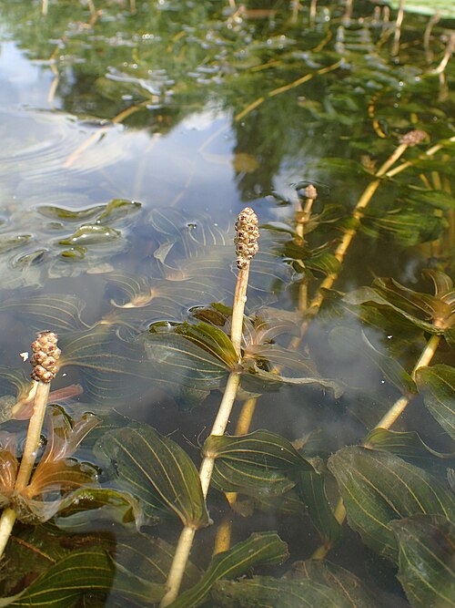 Claspingleaf pondweed: Potamogeton perfoliatus in Regalica (east arm of Oder river) in Szczecin Podjuchy, NW Poland