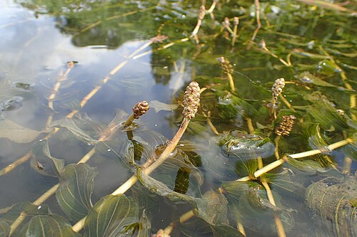 Claspingleaf pondweed: Potamogeton perfoliatus in Regalica (east arm of Oder river) in Szczecin Podjuchy, NW Poland