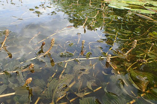 Claspingleaf pondweed: Potamogeton perfoliatus in Regalica (east arm of Oder river) in Szczecin Podjuchy, NW Poland