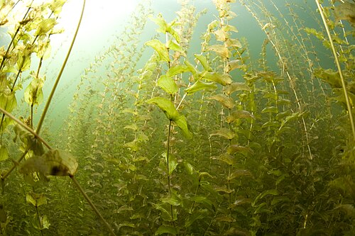 Claspingleaf pondweed: Potamogeton perfoliatus