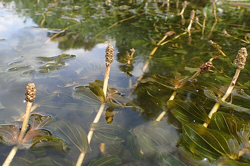 Claspingleaf pondweed: Potamogeton perfoliatus in Regalica (east arm of Oder river) in Szczecin Podjuchy, NW Poland