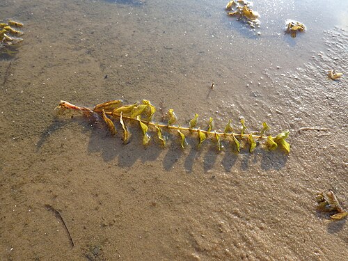 Claspingleaf pondweed: Potamogeton perfoliatus. Found in Latvia