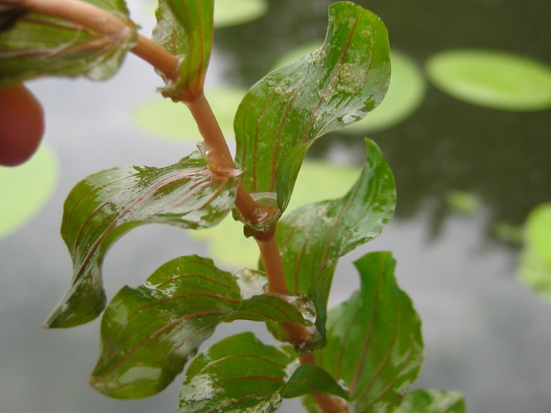 Claspingleaf pondweed: Stängelumfassendes Laichkraut Potamogeton prfoliatus , Müritz-Gebiet