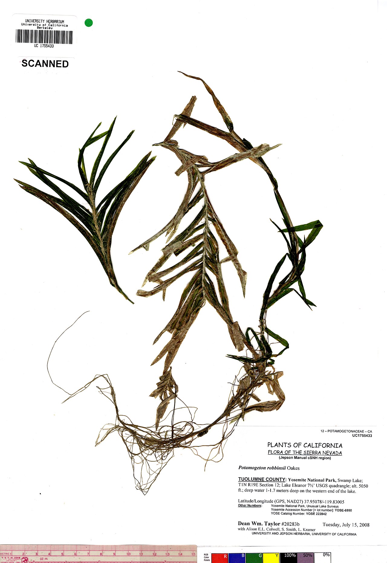 Robbins' pondweed: UC1755433 Potamogeton robbinsii