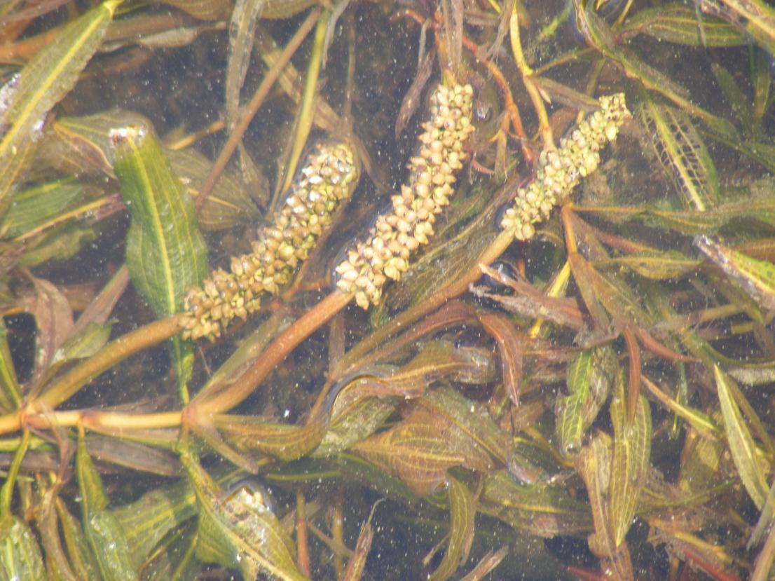 Potamogeton schweinfurthii: Broad-Leaved Pondweed (Potamogeton schweinfurthii). Species of plant.