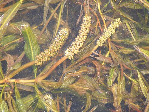 Potamogeton schweinfurthii: Broad-Leaved Pondweed (Potamogeton schweinfurthii). Species of plant.